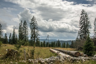 A scenic view of a forested landscape featuring tall evergreen trees under a cloudy sky. Several large tree logs are laid on the grassy ground, suggesting recent logging activity. In the background, there are distant hills and mountains partially shrouded by clouds, creating a serene yet slightly overcast atmosphere.