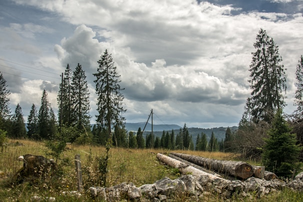 A scenic view of a forested landscape featuring tall evergreen trees under a cloudy sky. Several large tree logs are laid on the grassy ground, suggesting recent logging activity. In the background, there are distant hills and mountains partially shrouded by clouds, creating a serene yet slightly overcast atmosphere.