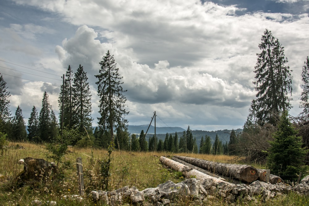 a large log laying on top of a lush green field