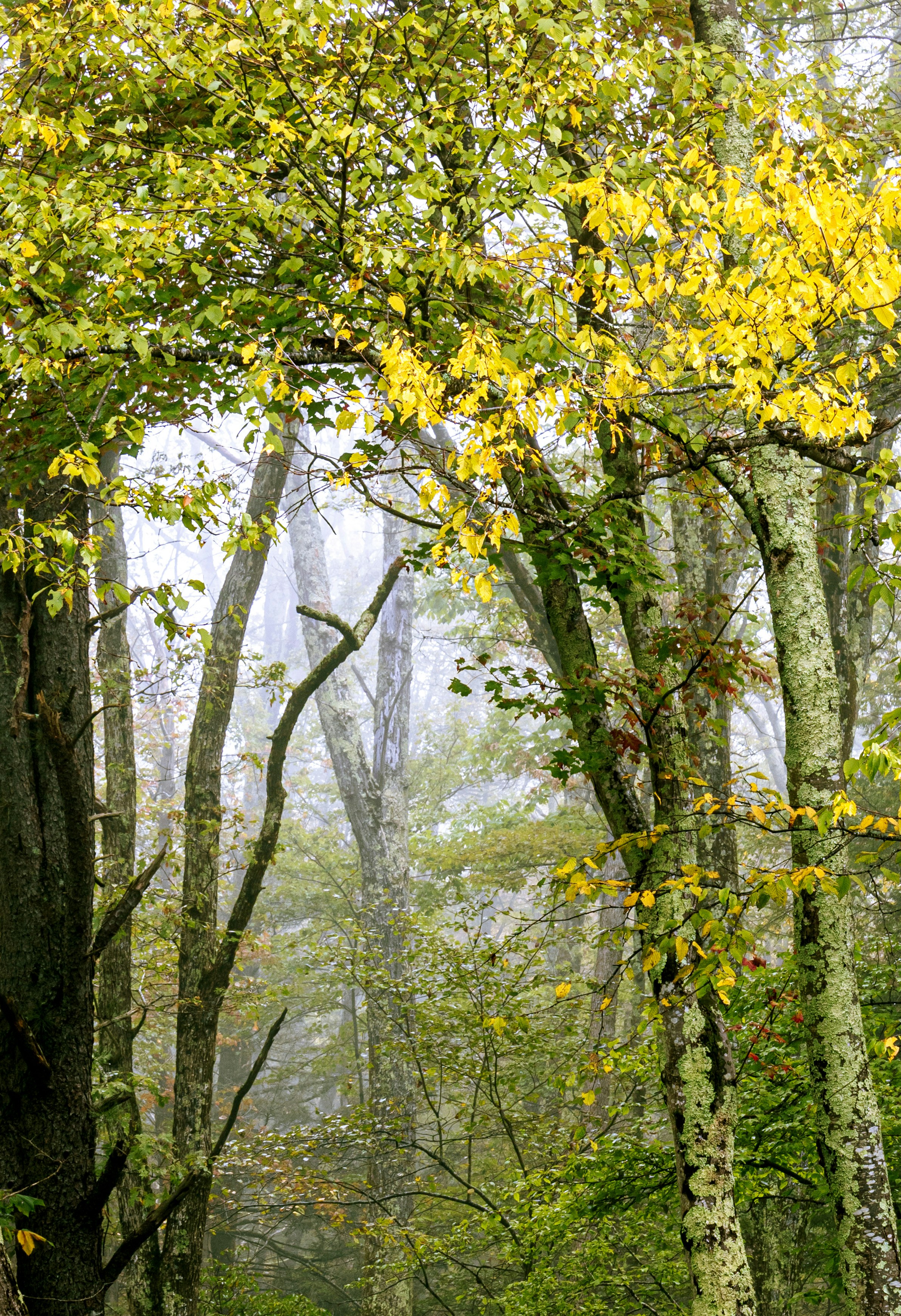 Photo by sterlinglanier