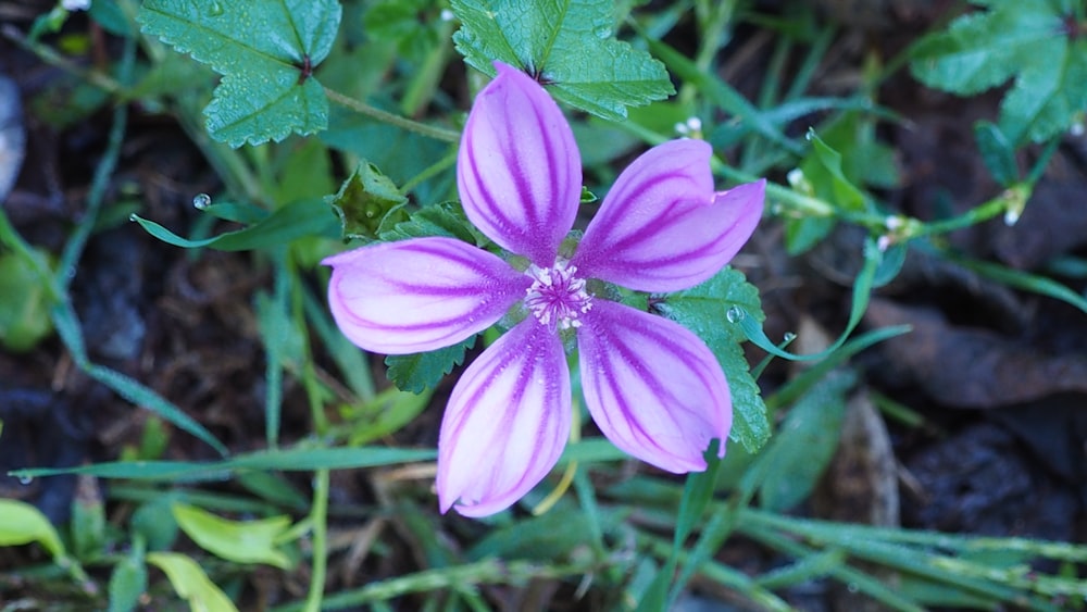 Un primer plano de una flor púrpura con hojas verdes