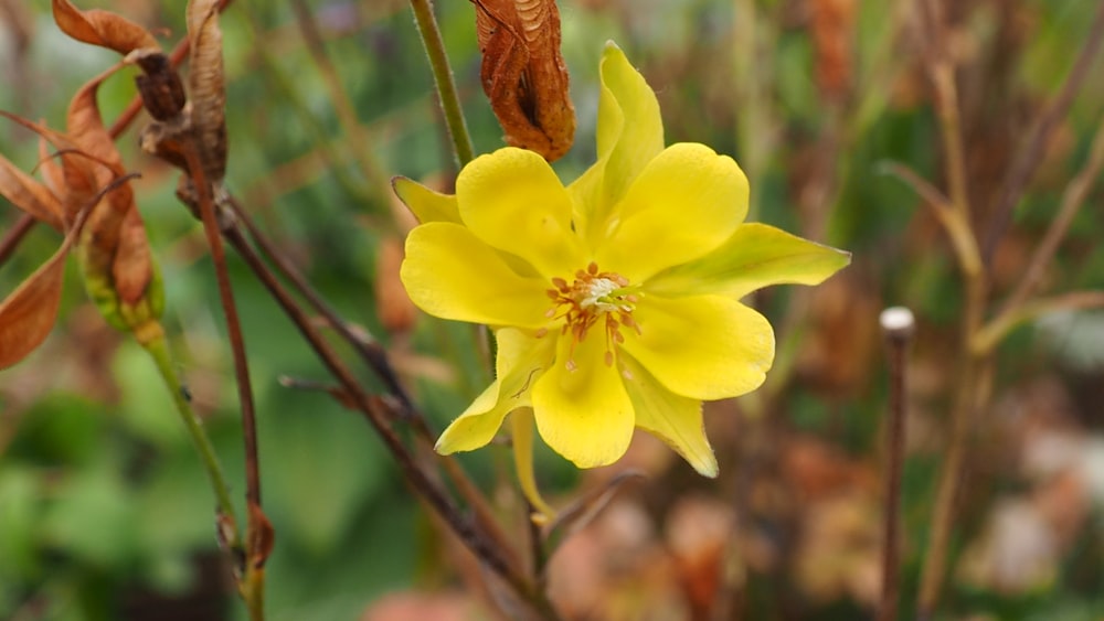a close up of a yellow flower on a plant