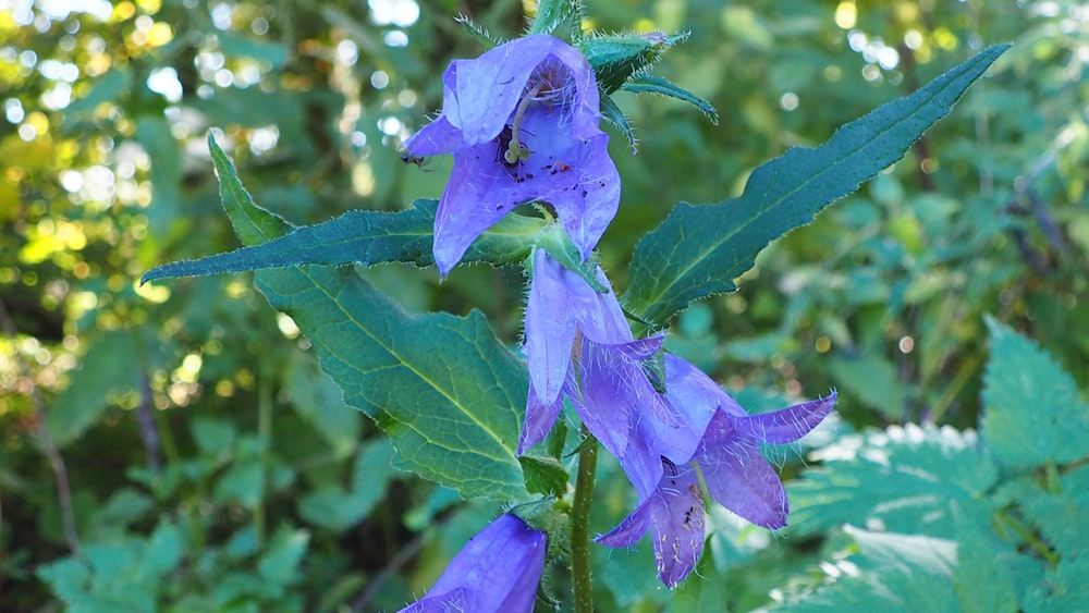 a purple flower with green leaves in the background