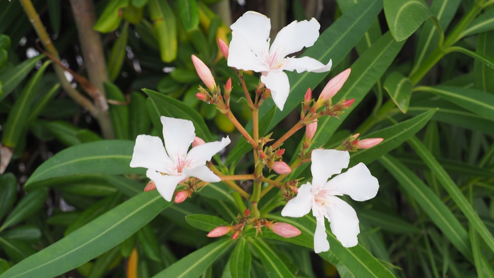 a close up of a white flower with green leaves