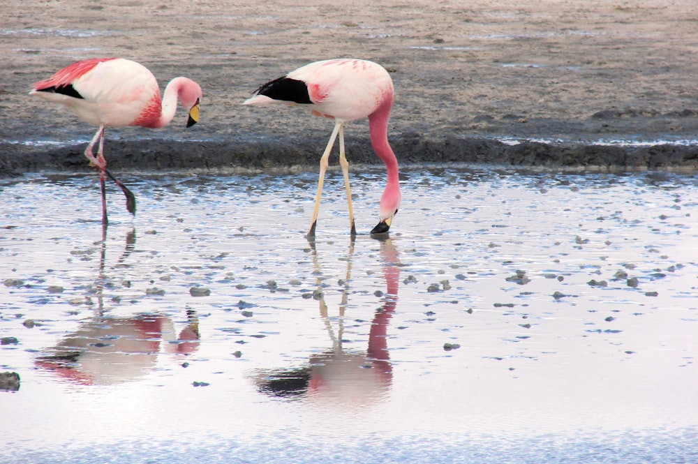 two flamingos are standing in the shallow water