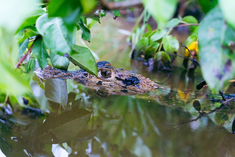 a small alligator is swimming in the water