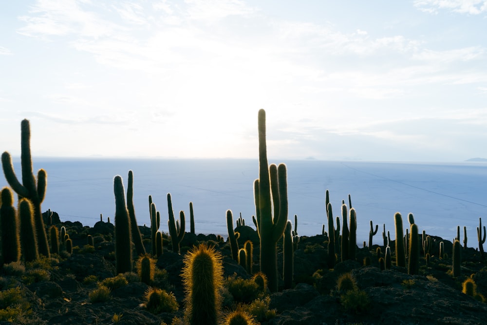 a large group of cactus plants in a field