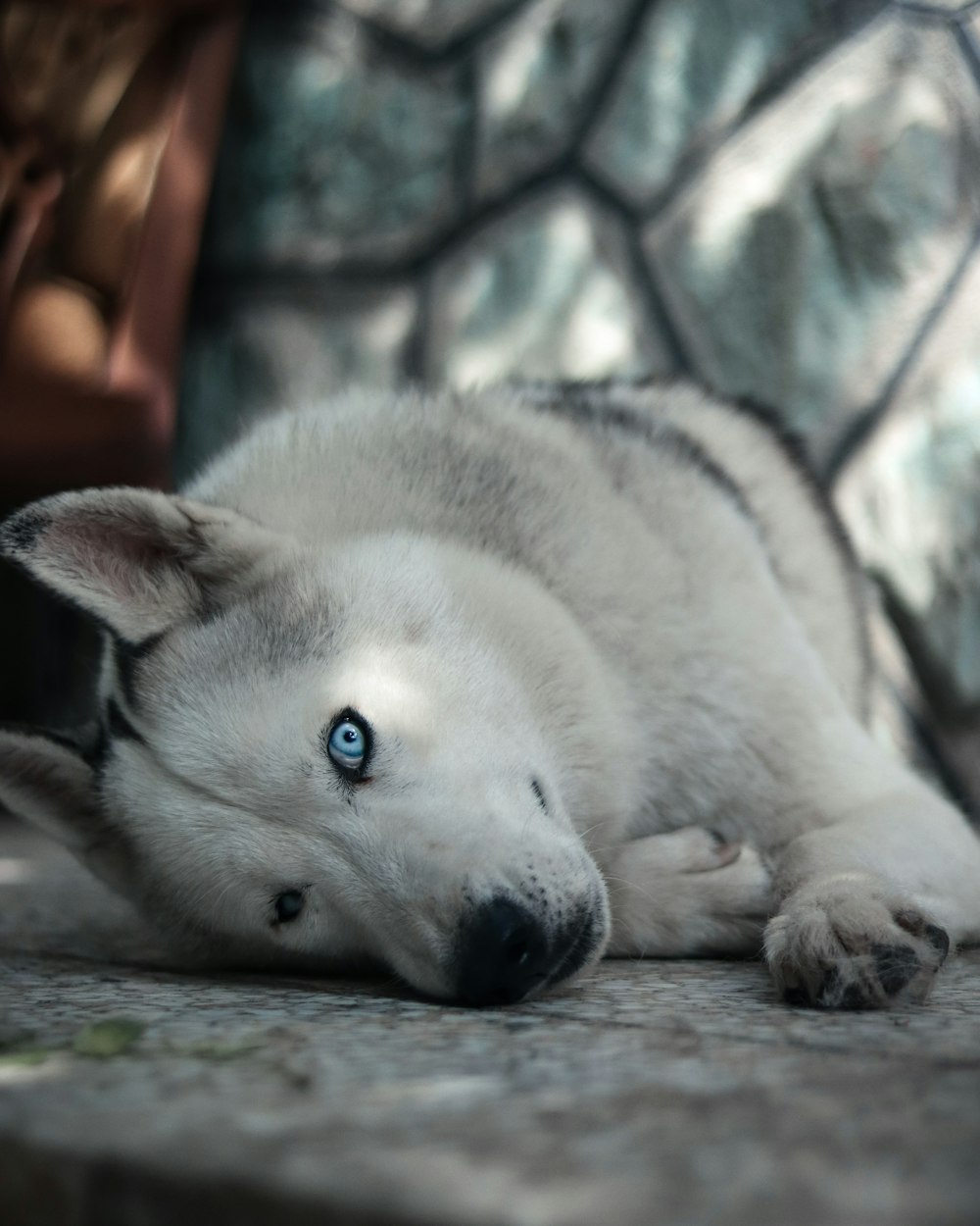 a white husky dog laying on the ground