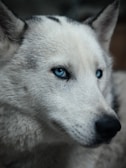 Close-up of a Husky’s fluffy fur and playful expression on a sunny day.