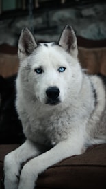 A close-up shot of a husky with striking blue eyes. The dog has a thick, white and grey fur coat with some black markings on its back. It is lying down on a brown surface, possibly a couch, with an attentive and calm expression. The background is blurred with dark and neutral tones, highlighting the dog's fur and eyes.
