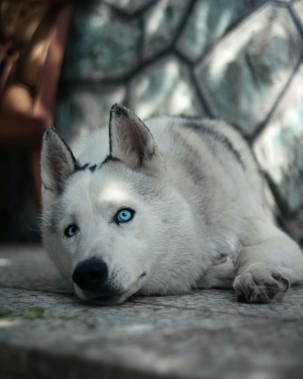 a husky dog with blue eyes laying on the ground