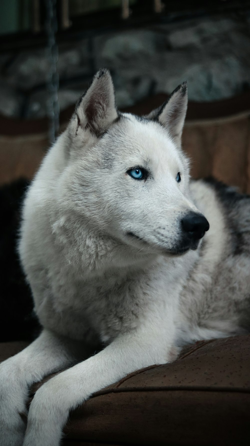 a husky dog with blue eyes laying on a couch