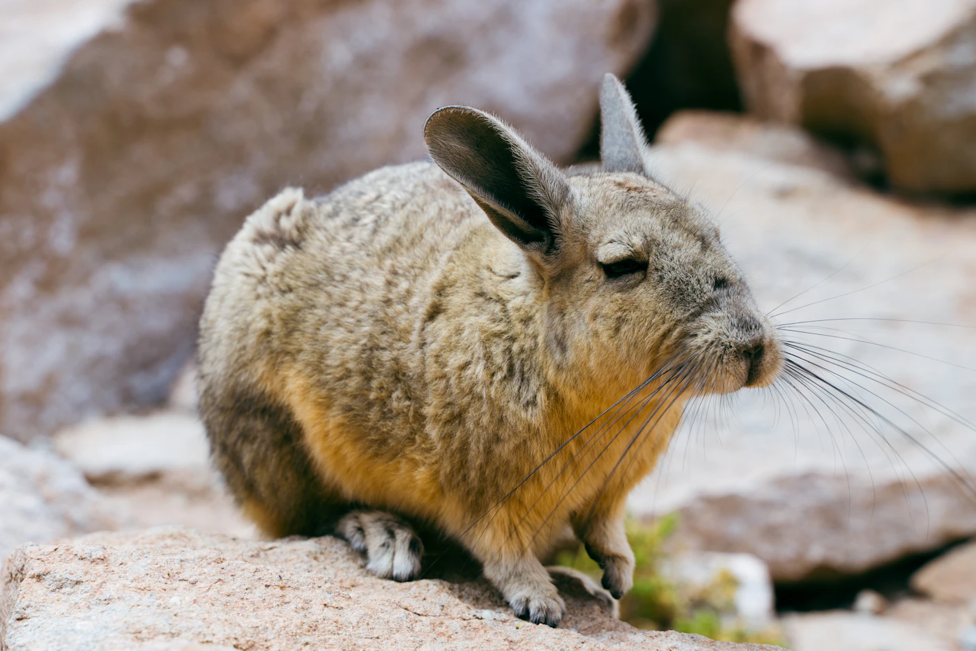 Chinchilla de pelaje gris sobre una roca