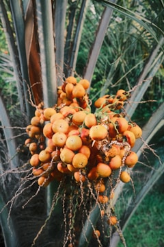 A cluster of bright orange fruits hanging from the branches of a palm tree, surrounded by large green leaves. The fruits are small, round, and densely packed together with thin, brown stems extending from them.