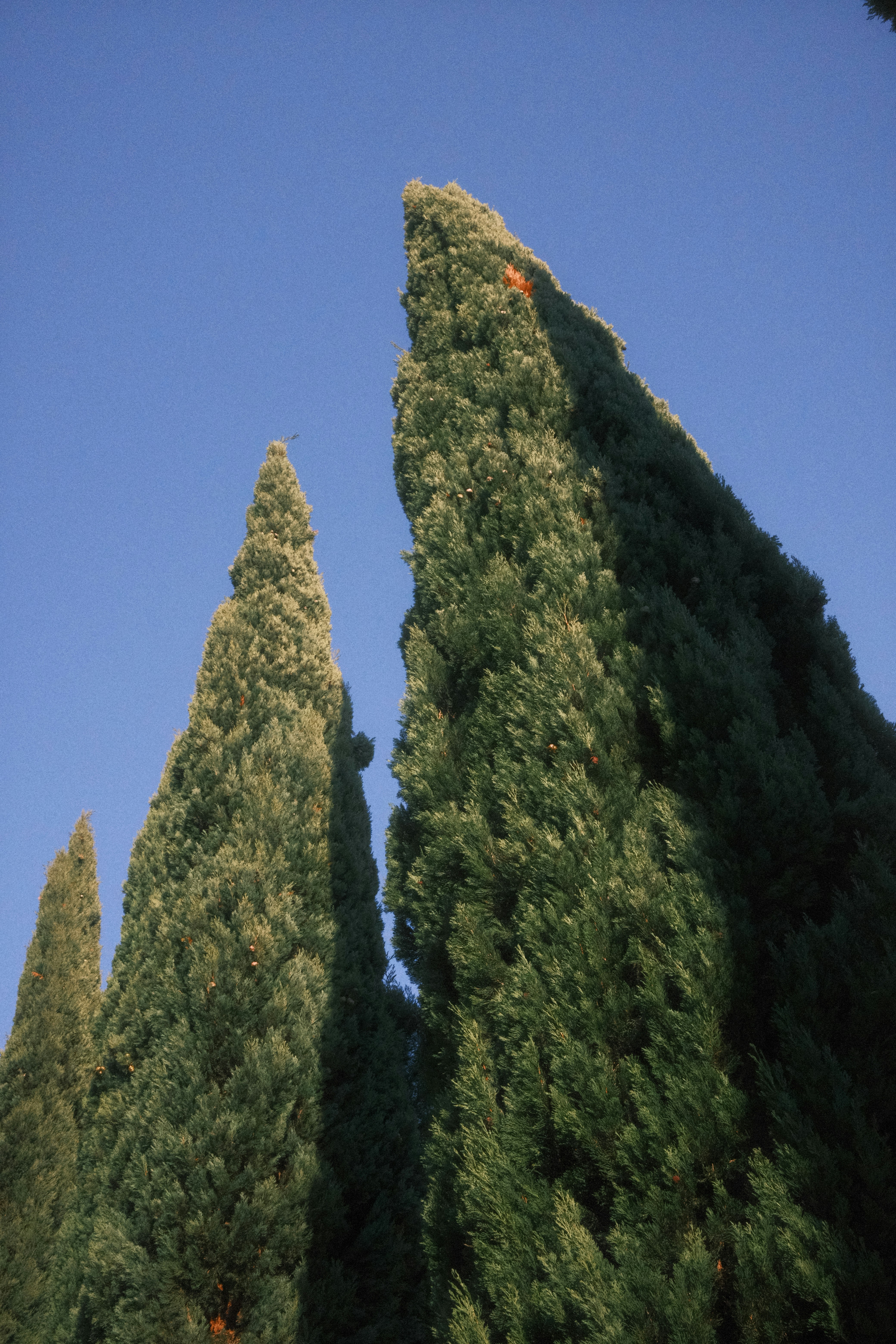 a group of trees with a blue sky in the background
