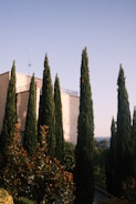 Tall cypress trees line the foreground, with a beige building in the background under a clear blue sky. The sun casts warm light on the foliage, highlighting the green leaves and creating shadows on the building. In the distance, part of the sea is visible, adding to the tranquil setting.