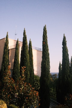 Tall cypress trees line the foreground, with a beige building in the background under a clear blue sky. The sun casts warm light on the foliage, highlighting the green leaves and creating shadows on the building. In the distance, part of the sea is visible, adding to the tranquil setting.
