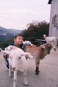 Children gently petting a friendly goat during a sunny farm tour.