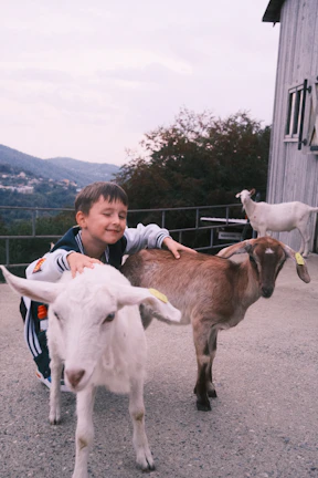 Children gently petting friendly farm dogs near a rustic wooden barn.