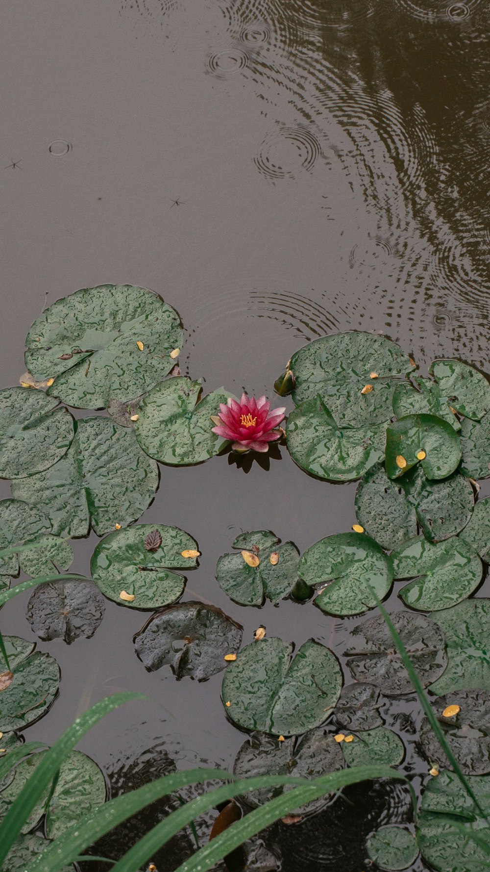a pink flower floating on top of lily pads