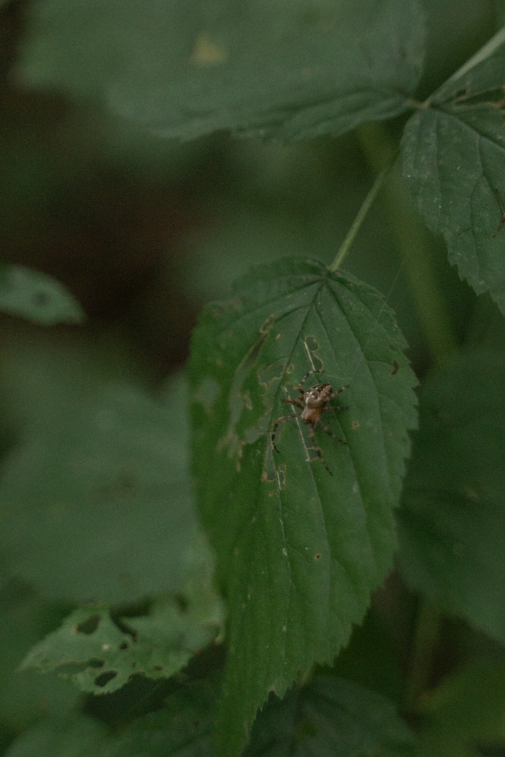 a bug crawling on a green leaf in a forest