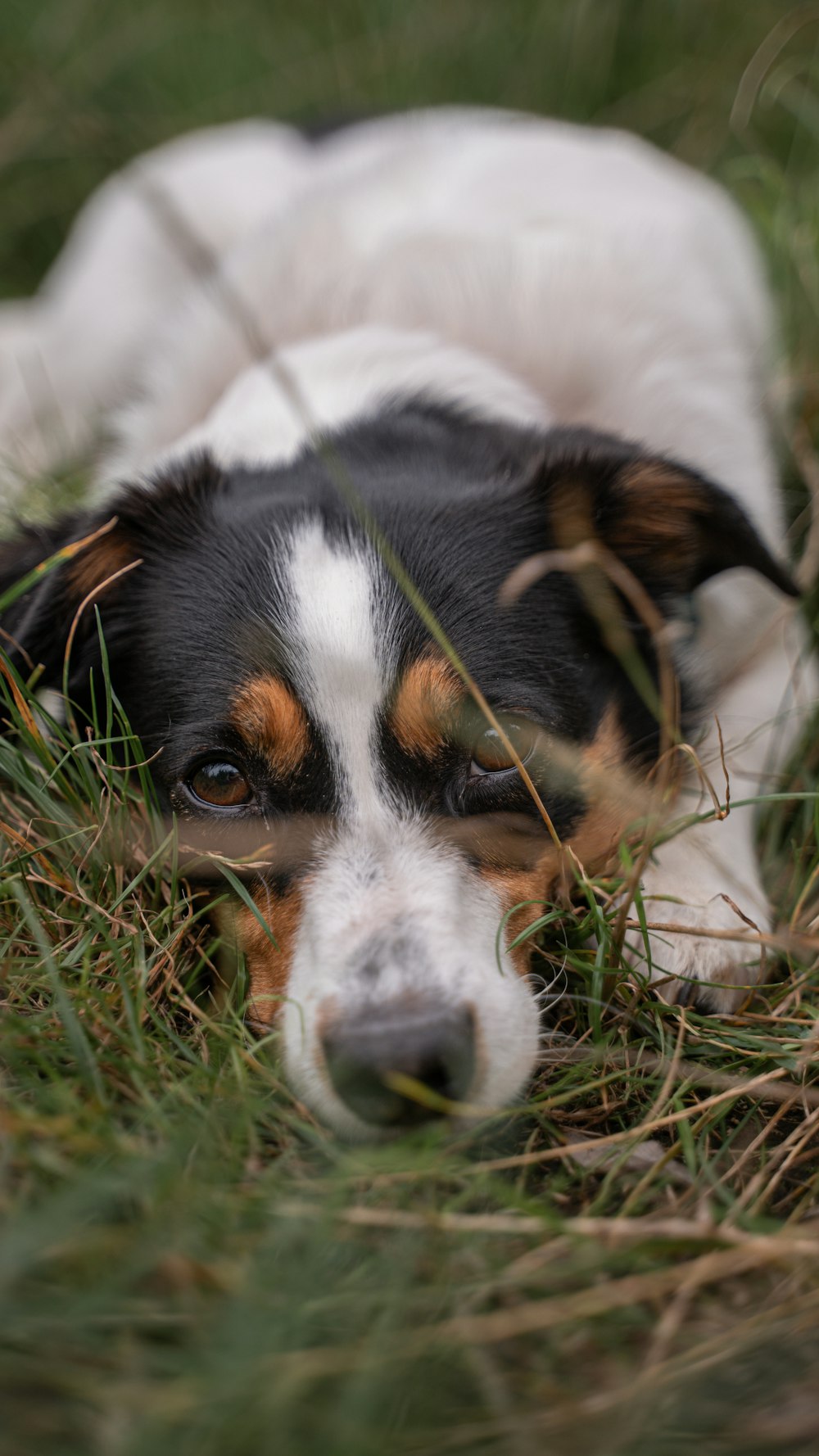 a black and white dog laying in the grass