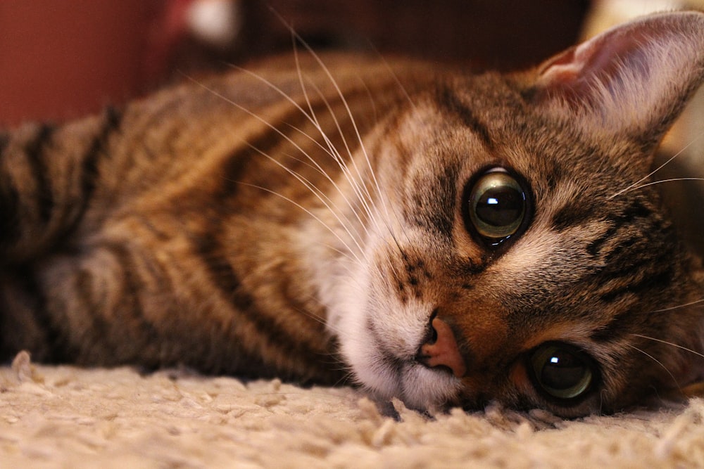 a close up of a cat laying on a carpet