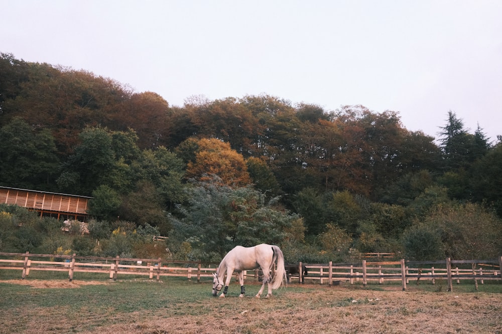 a white horse grazing in a field next to a wooden fence