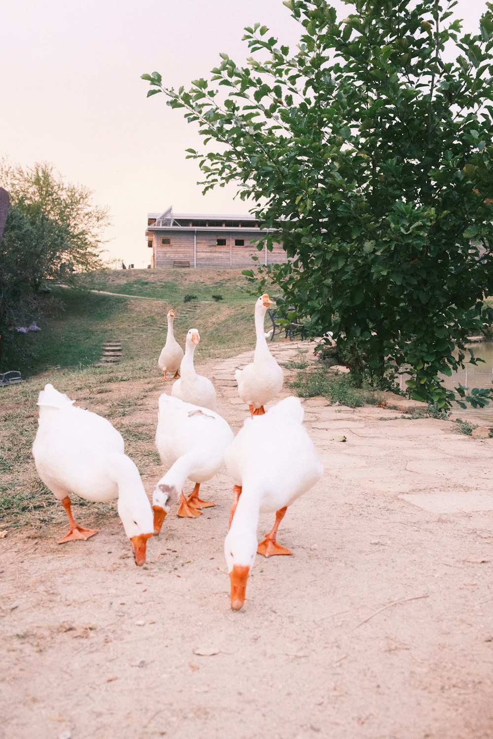 a group of ducks walking across a dirt road