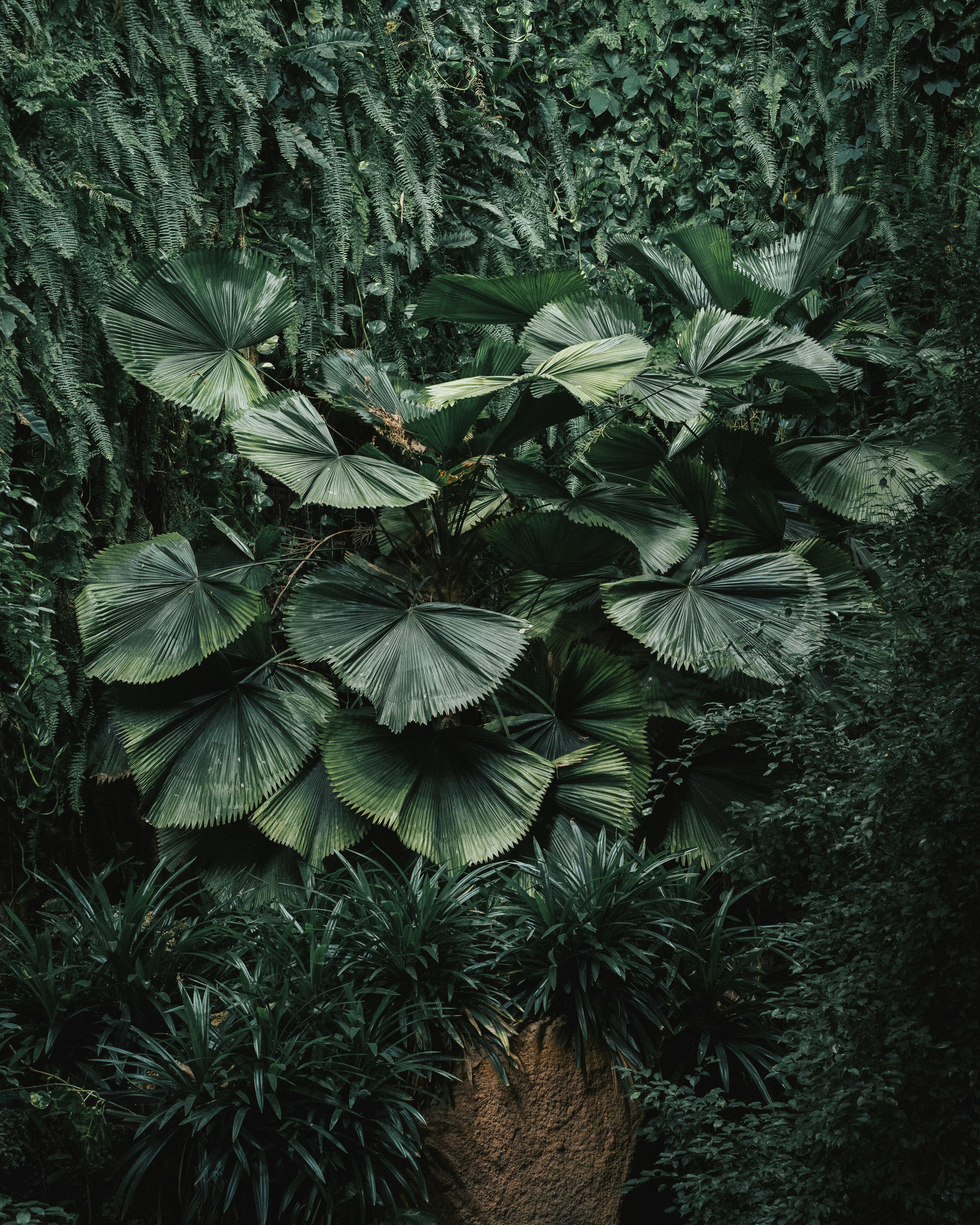 a large plant with large leaves in the middle of a forest