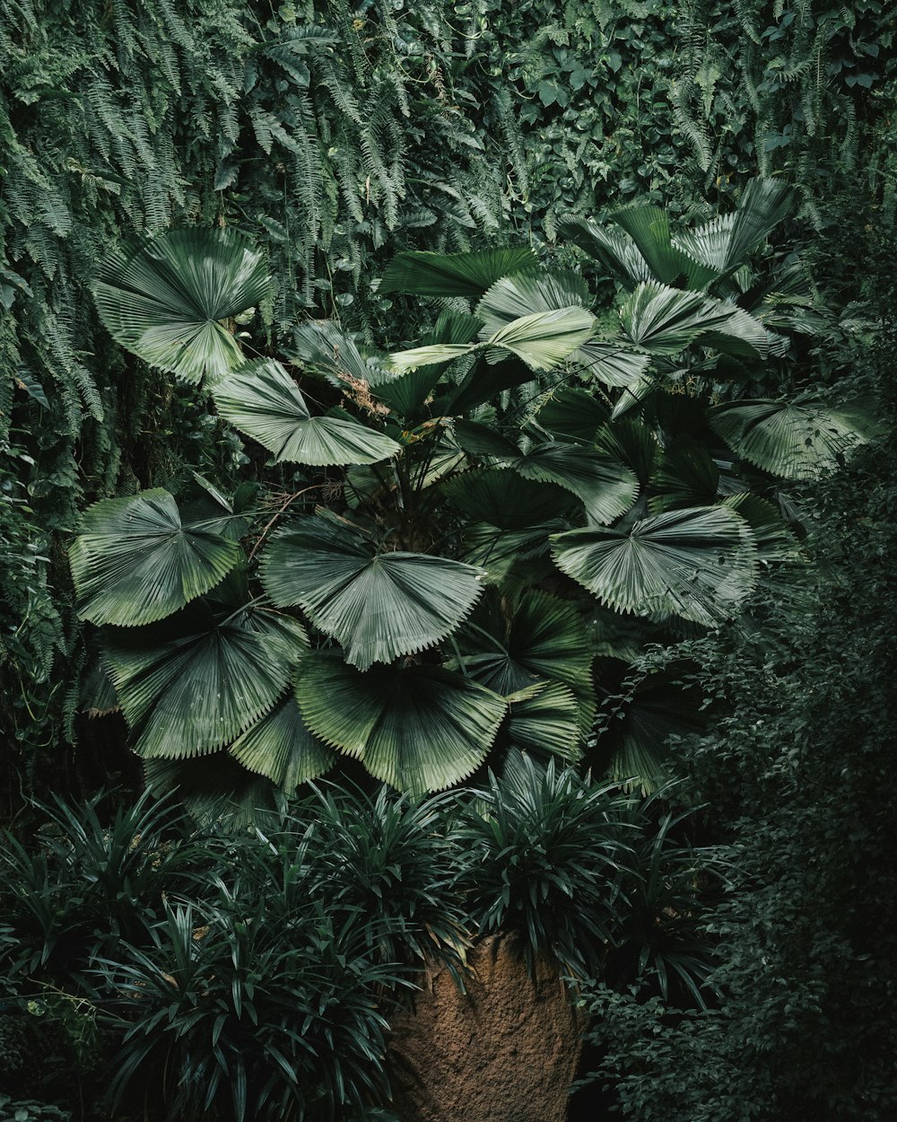 a large plant with large leaves in the middle of a forest