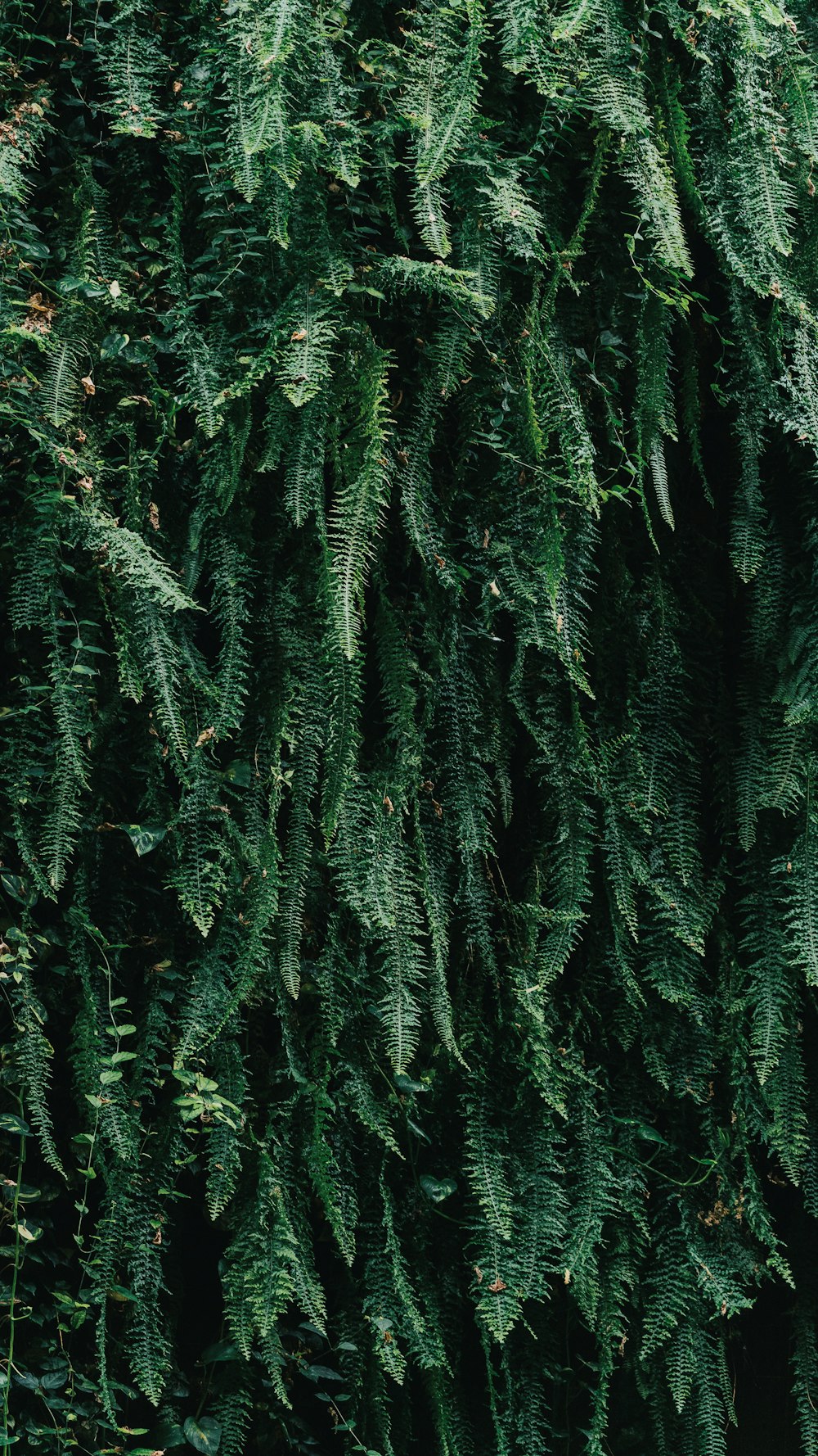 a close up of a tree with lots of green leaves