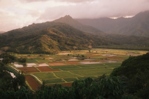 A scenic view of rice paddies under a blue sky.