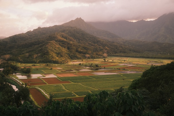 A scenic view of rice fields in Daule, Ecuador.