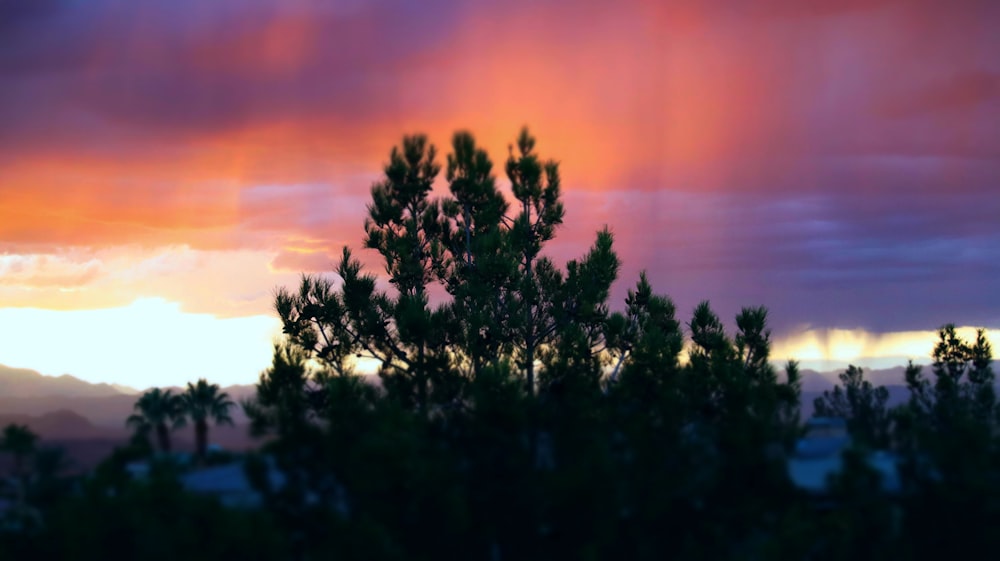 a tree is silhouetted against a colorful sky