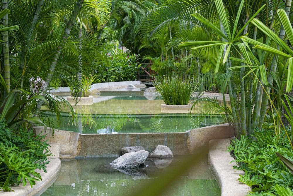 a garden with a pond surrounded by palm trees