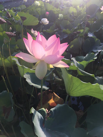 A vibrant lotus flower rising above calm water, surrounded by lush green leaves.