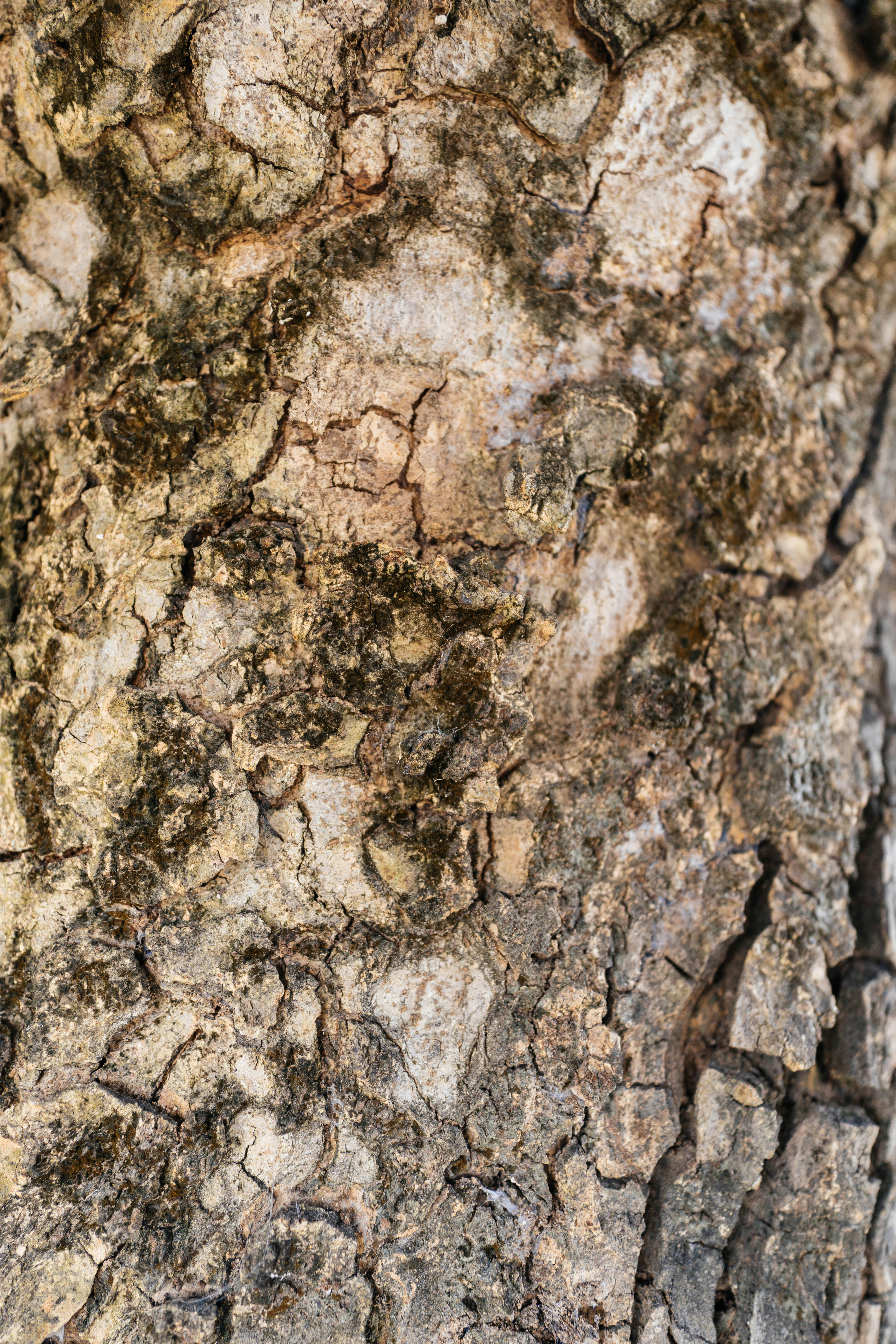 Photo by jonathecreator