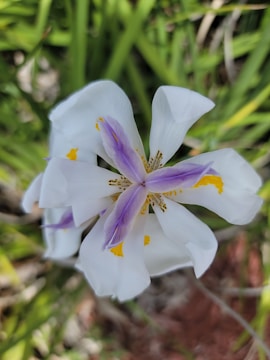 A close-up of a flower with a musical note symbol.