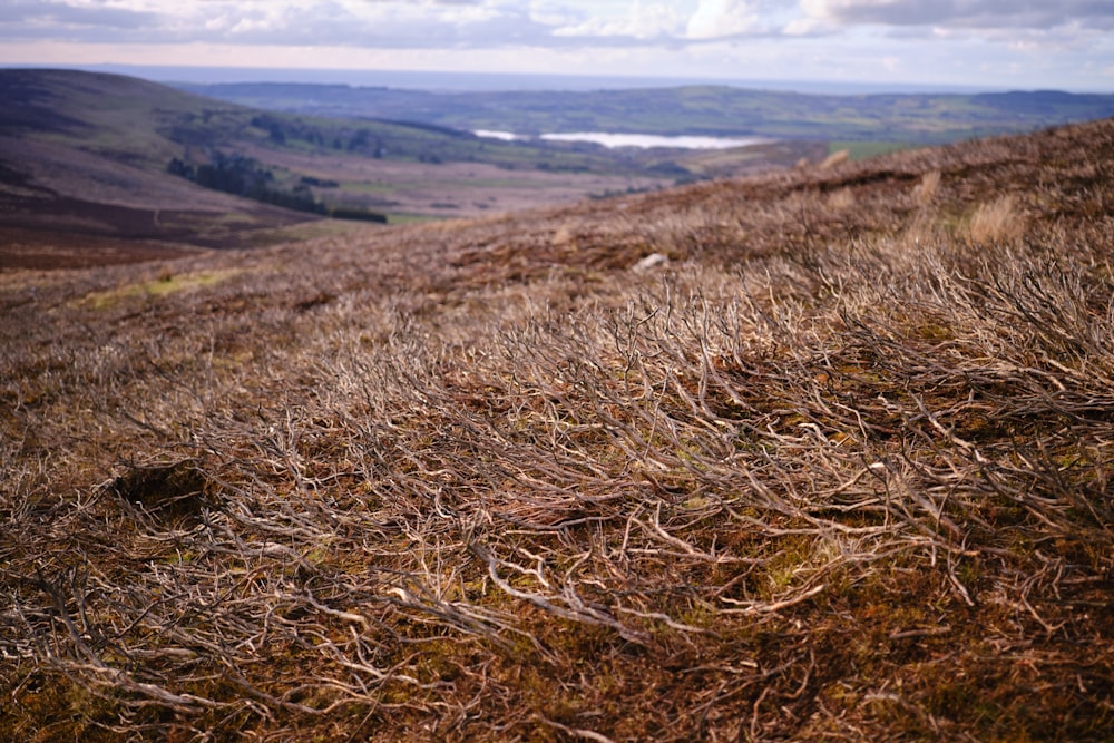 a sheep standing on top of a dry grass covered hillside