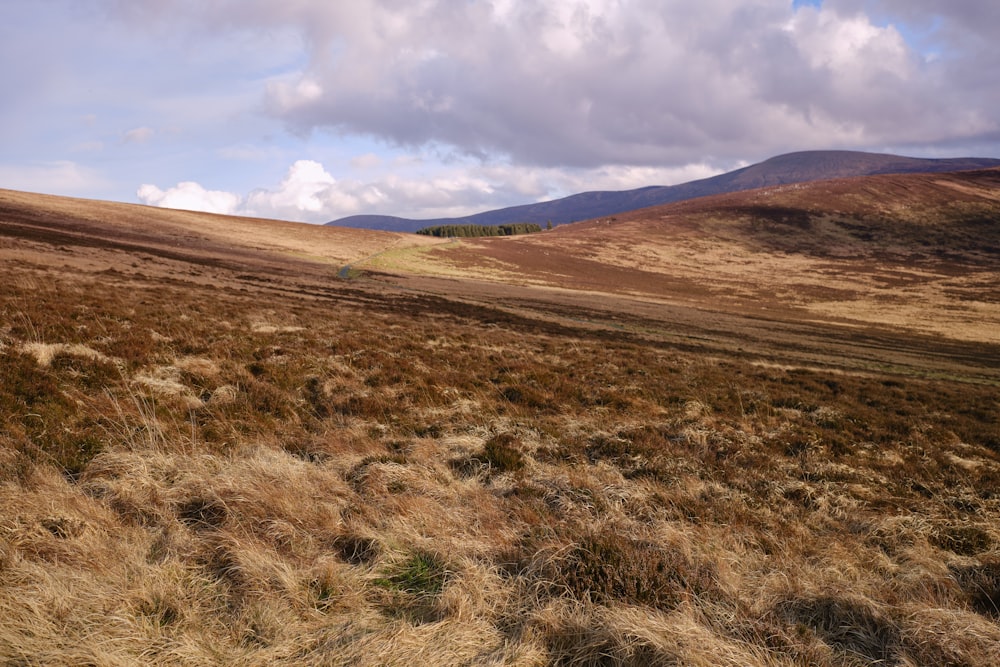 a grassy field with mountains in the background