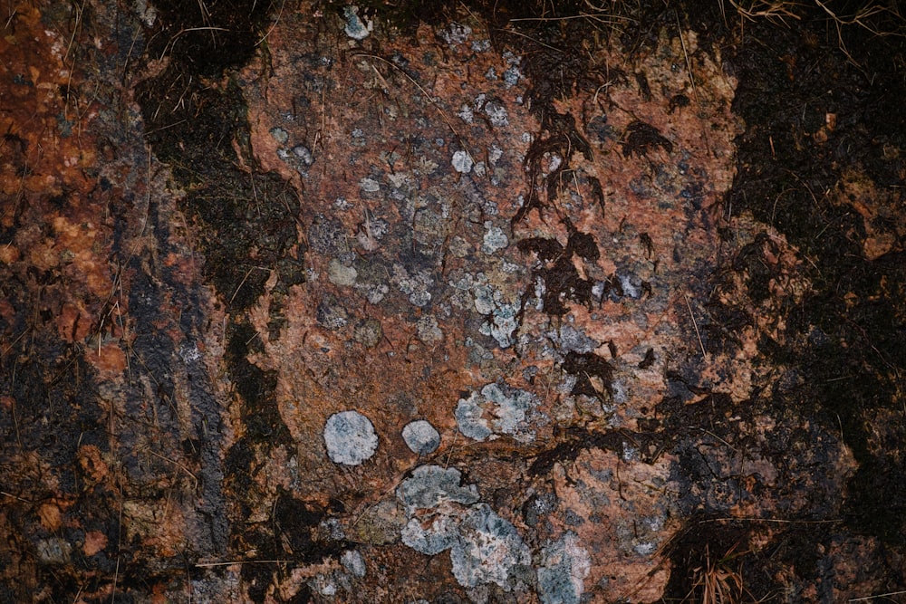 a close up of a rock with lichen and moss