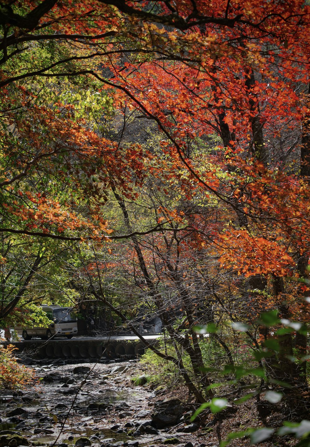 a stream running through a forest filled with lots of trees