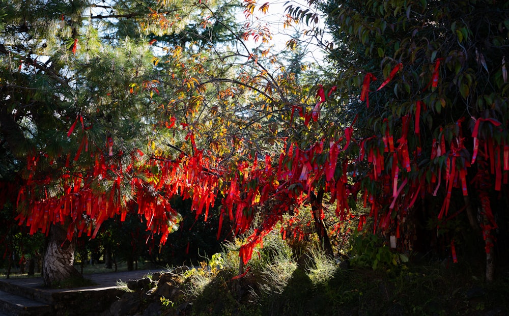 un árbol con cintas rojas colgando de sus ramas