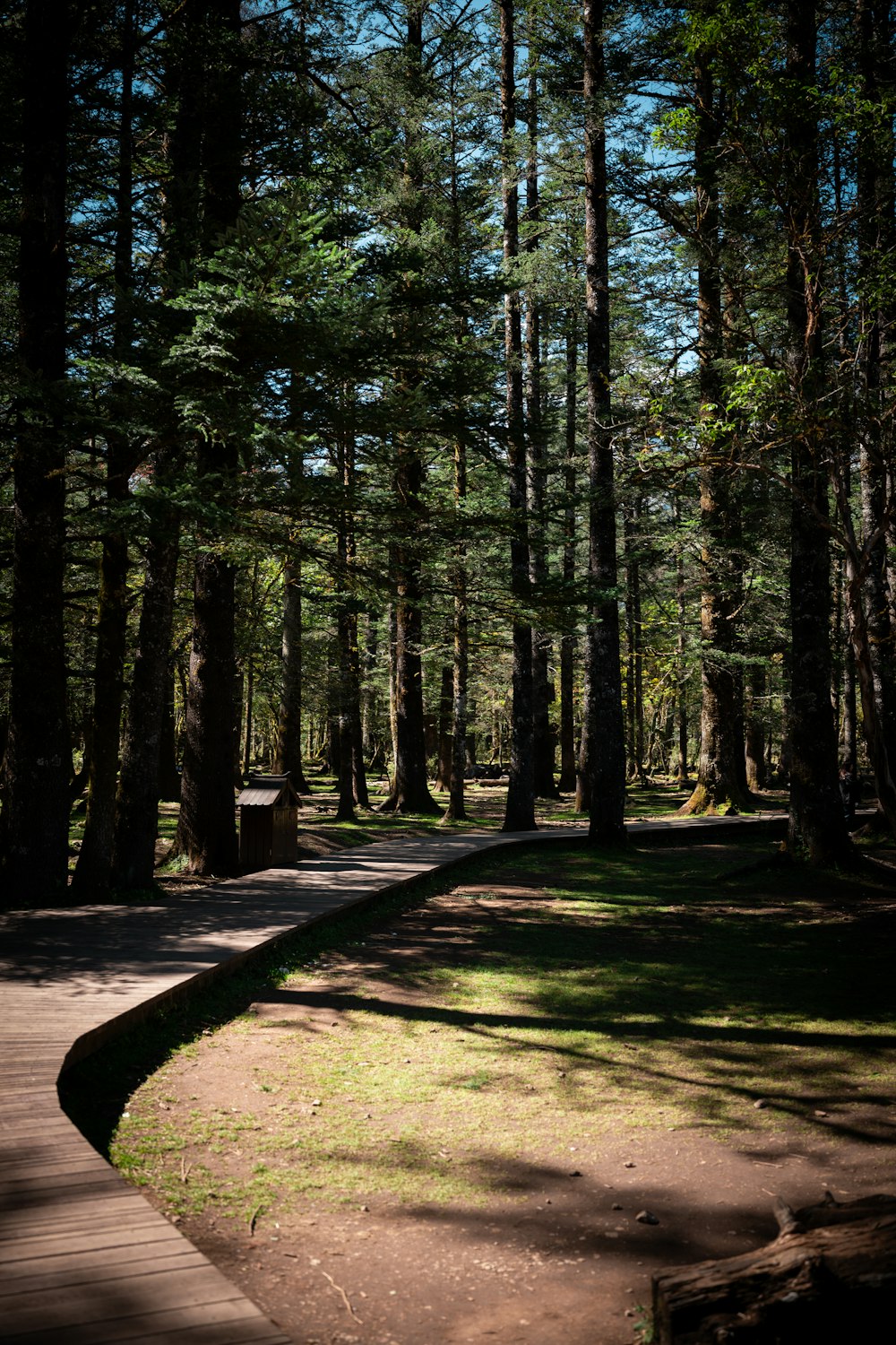 a path through a forest with lots of trees