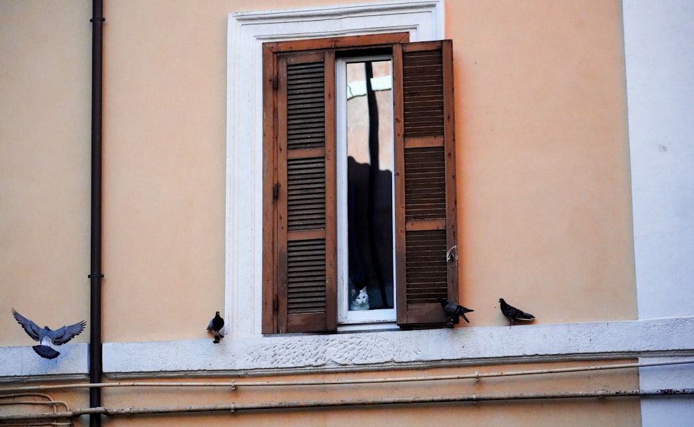 a couple of birds sitting on a window sill