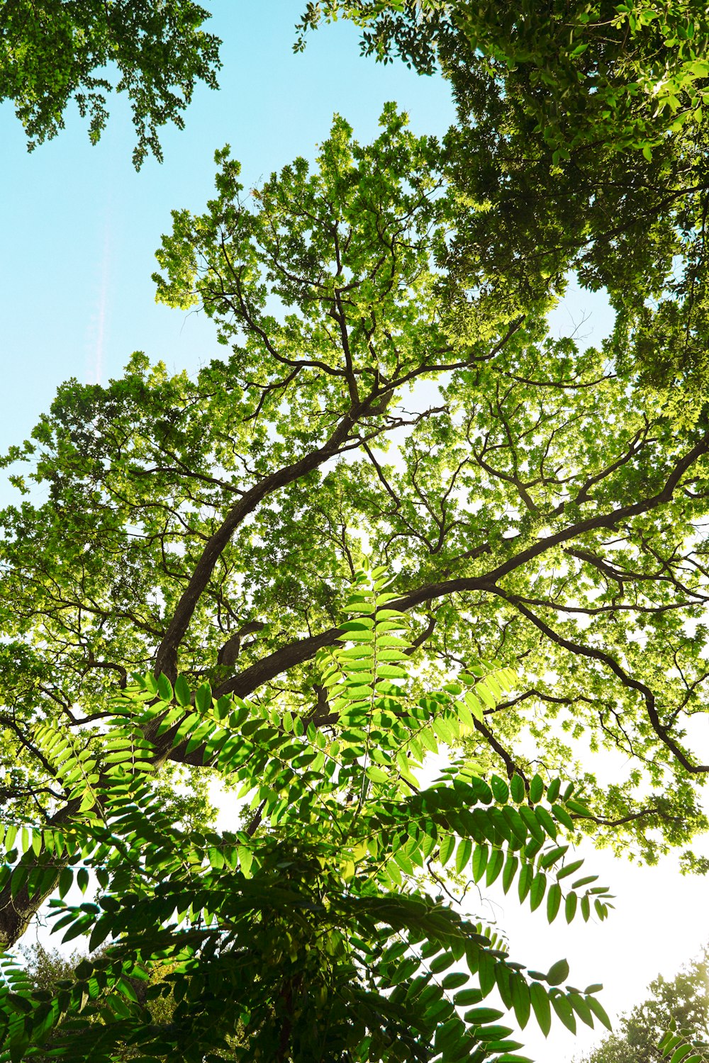 a tree with lots of green leaves in the sunlight