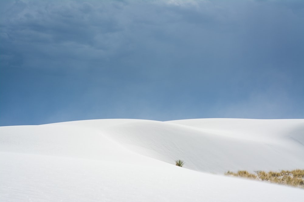 a lone tree in the middle of a large expanse of snow