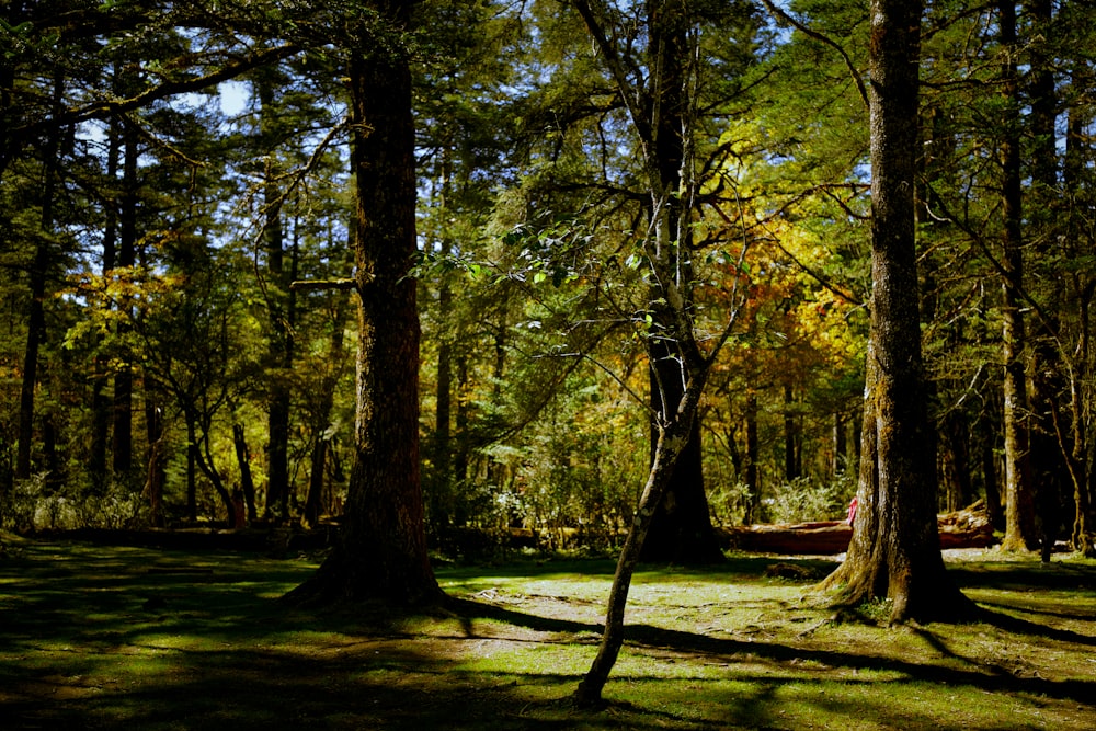 a forest filled with lots of tall trees