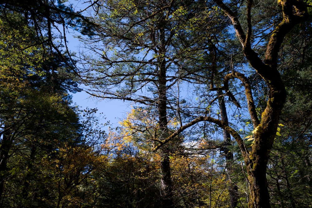 a group of trees in a forest with a blue sky in the background